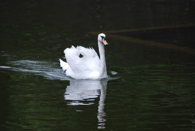 白鳥まっしぐら