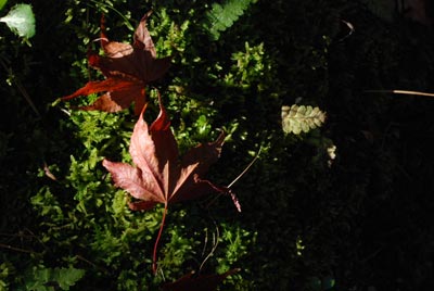 苔と紅葉