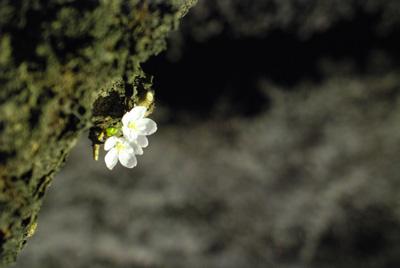 夜桜