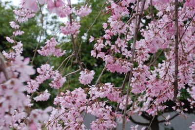 しだれ桜？