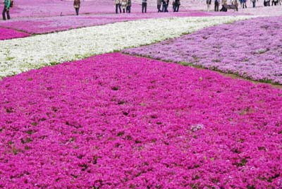 芝桜まつり