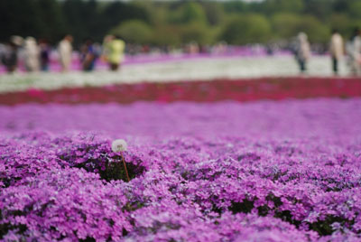 芝桜