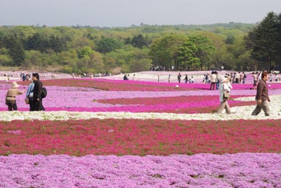 芝桜