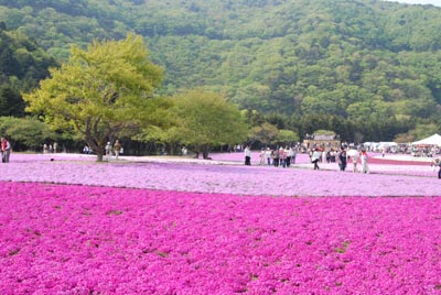 芝桜