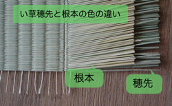 畳表